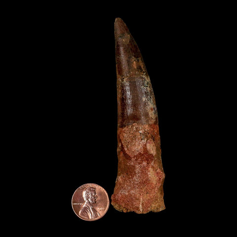 XL 3.9" Spinosaurus Fossil Tooth 100 Million Years Old Cretaceous Dinosaur COA