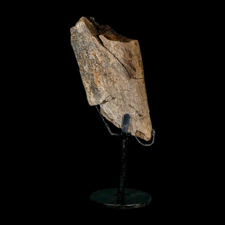 4.3" Triceratops Fossil Rib Bone Hell Creek FM Cretaceous Dinosaur MT COA Metal Stand