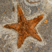 26MM Brittlestar Petraster Starfish Fossil Ordovician Age Blekus Morocco COA
