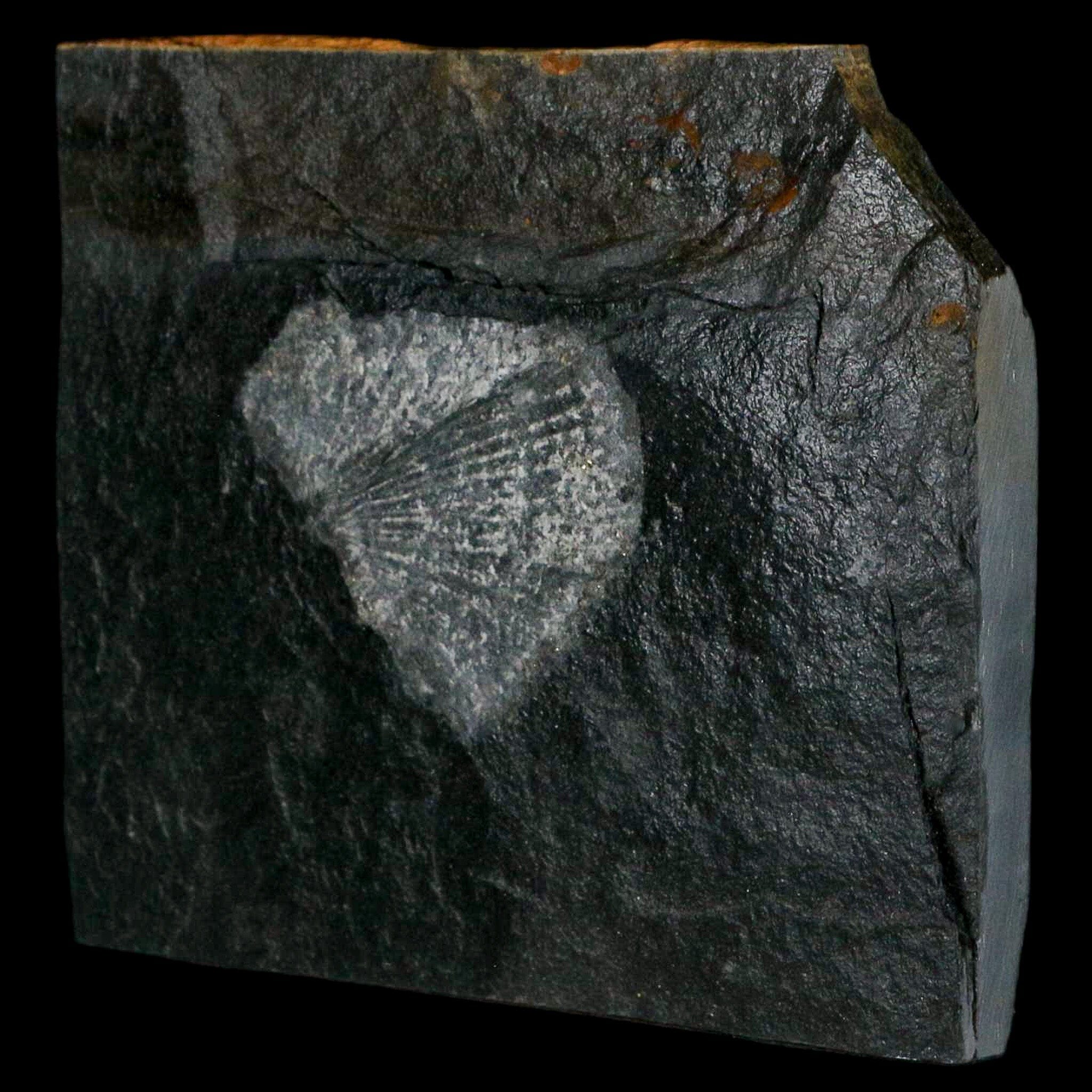 1.9" Fossil Paralenorthis Sp Brachiopod In Matrix Valongo Formation Arouca Portugal - Fossil Age Minerals