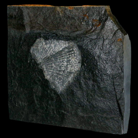 1.9" Fossil Paralenorthis Sp Brachiopod In Matrix Valongo Formation Arouca Portugal - Fossil Age Minerals