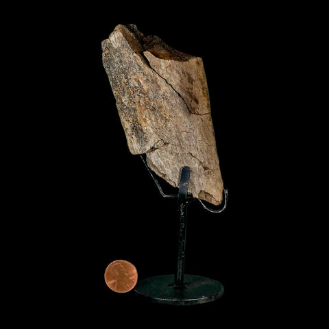 4.3" Triceratops Fossil Rib Bone Hell Creek FM Cretaceous Dinosaur MT COA Metal Stand - Fossil Age Minerals