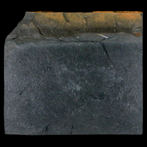 1.9" Fossil Paralenorthis Sp Brachiopod In Matrix Valongo Formation Arouca Portugal - Fossil Age Minerals