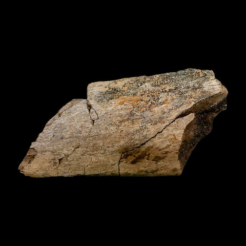 4.3" Triceratops Fossil Rib Bone Hell Creek FM Cretaceous Dinosaur MT COA Metal Stand - Fossil Age Minerals