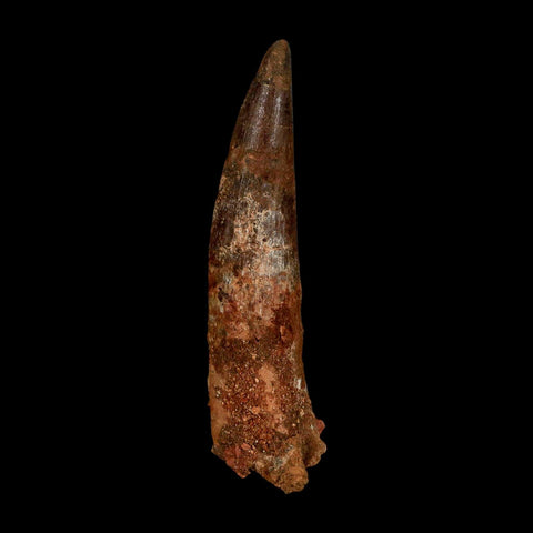 XL 3.9" Spinosaurus Fossil Tooth 100 Million Years Old Cretaceous Dinosaur COA