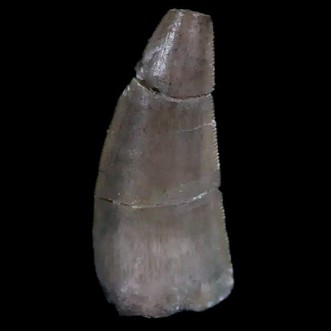 0.5" Postosuchus Rauisuchid Archosaur Fossil Tooth Chinle Formation AZ COA Display - Fossil Age Minerals