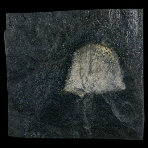 1.7" Fossil Paralenorthis Sp Brachiopod In Matrix Valongo Formation Arouca Portugal - Fossil Age Minerals