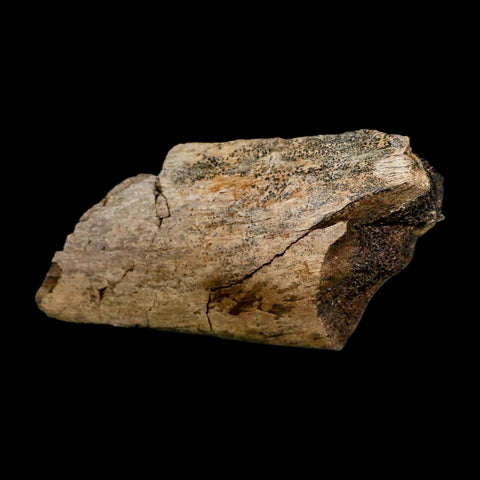 4.3" Triceratops Fossil Rib Bone Hell Creek FM Cretaceous Dinosaur MT COA Metal Stand - Fossil Age Minerals
