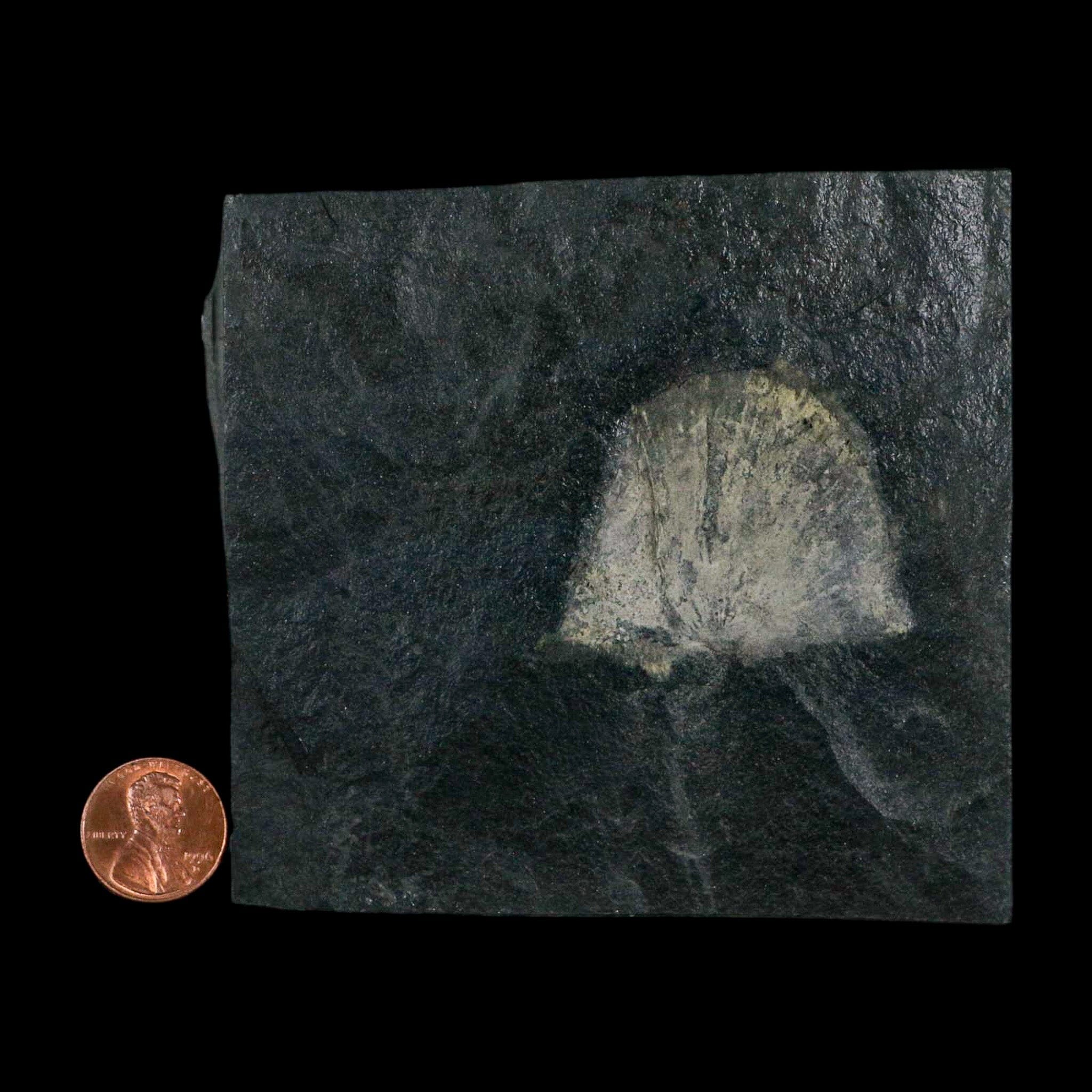 1.7" Fossil Paralenorthis Sp Brachiopod In Matrix Valongo Formation Arouca Portugal - Fossil Age Minerals