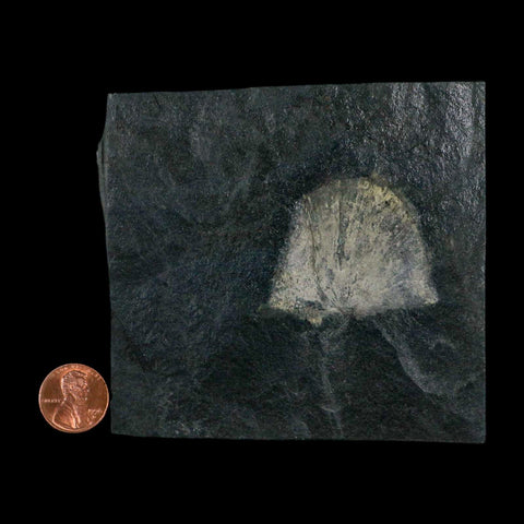 1.7" Fossil Paralenorthis Sp Brachiopod In Matrix Valongo Formation Arouca Portugal - Fossil Age Minerals