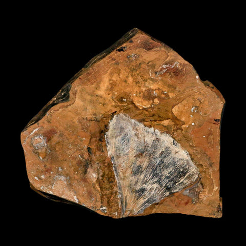 2.2" Detailed Ginkgo Cranei Fossil Plant Leaf Morton County, ND Paleocene Age COA - Fossil Age Minerals