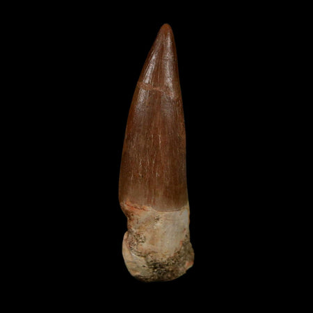 1.8" Plesiosaur Zarafasaura Tooth Fossil Cretaceous Dinosaur Era COA, Stand