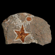 44MM Brittlestar Petraster Starfish Fossil Ordovician Age Blekus Morocco COA