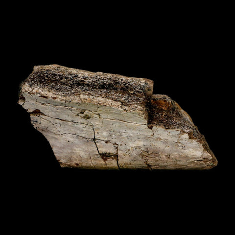 4.3" Triceratops Fossil Rib Bone Hell Creek FM Cretaceous Dinosaur MT COA Metal Stand - Fossil Age Minerals