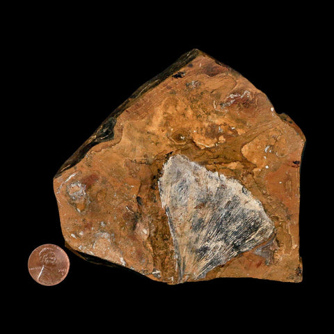 2.2" Detailed Ginkgo Cranei Fossil Plant Leaf Morton County, ND Paleocene Age COA - Fossil Age Minerals