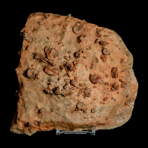 5.6" Ammonite Fossil Mortality Plate Morocco 360 Million Year Old COA Stand - Fossil Age Minerals