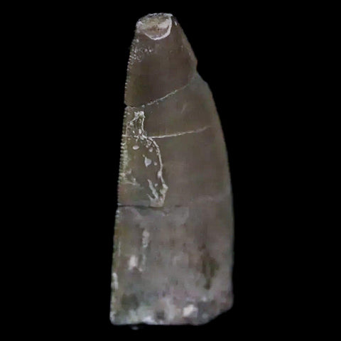 0.5" Postosuchus Rauisuchid Archosaur Fossil Tooth Chinle Formation AZ COA Display - Fossil Age Minerals