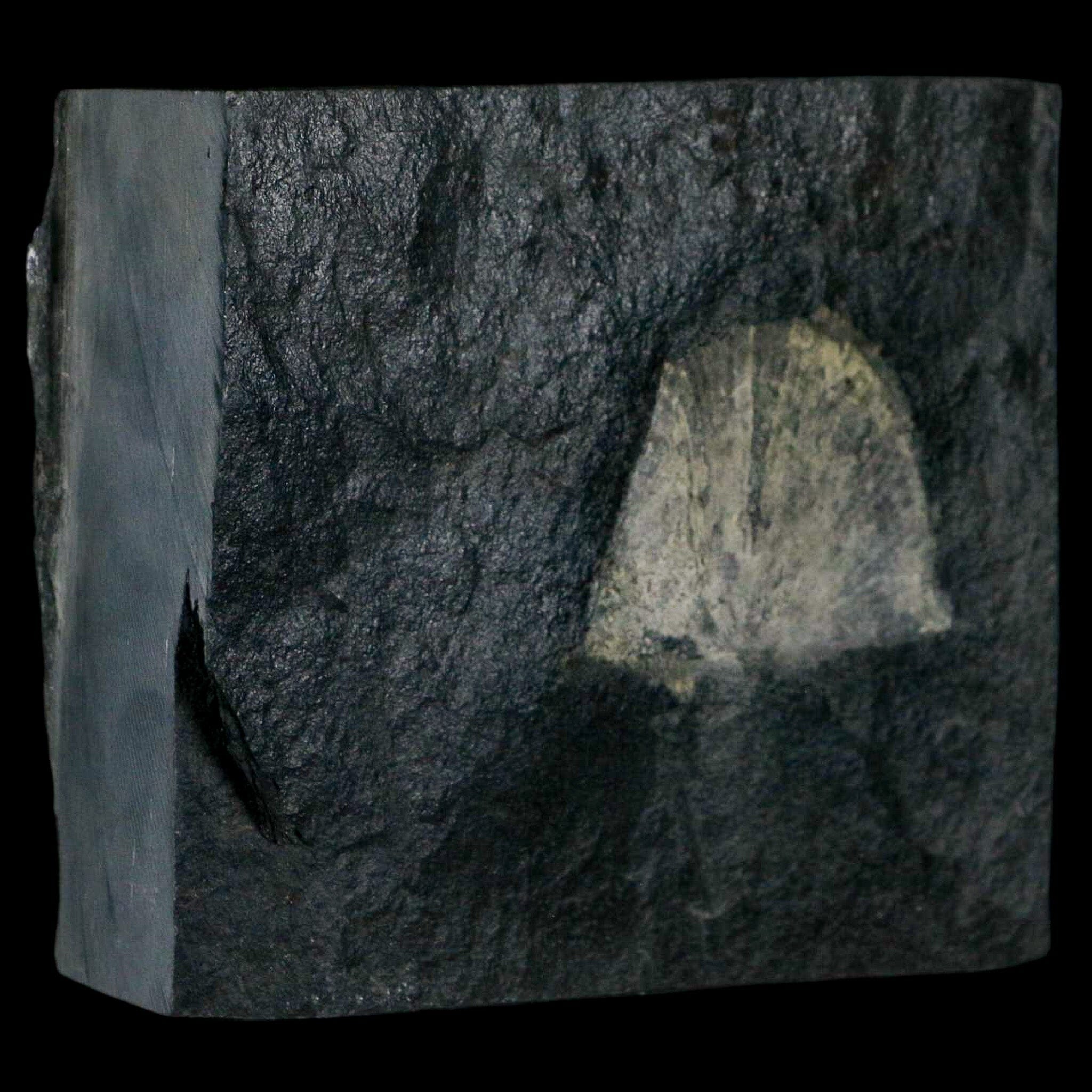 1.7" Fossil Paralenorthis Sp Brachiopod In Matrix Valongo Formation Arouca Portugal - Fossil Age Minerals