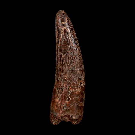 XL 3.4" Spinosaurus Fossil Tooth 100 Million Years Old Cretaceous Dinosaur COA