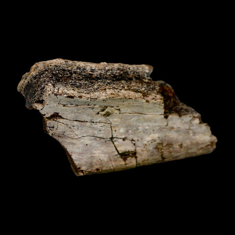 4.3" Triceratops Fossil Rib Bone Hell Creek FM Cretaceous Dinosaur MT COA Metal Stand - Fossil Age Minerals