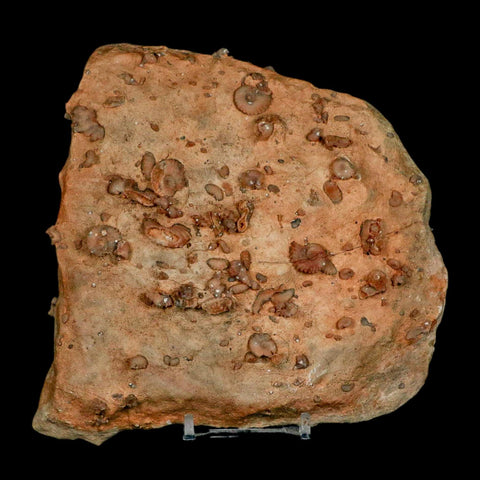 5.6" Ammonite Fossil Mortality Plate Morocco 360 Million Year Old COA Stand - Fossil Age Minerals