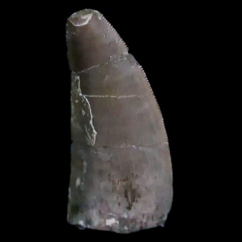 0.5" Postosuchus Rauisuchid Archosaur Fossil Tooth Chinle Formation AZ COA Display - Fossil Age Minerals