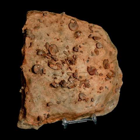 5.6" Ammonite Fossil Mortality Plate Morocco 360 Million Year Old COA Stand - Fossil Age Minerals