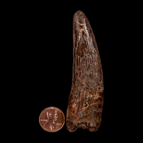 XL 3.4" Spinosaurus Fossil Tooth 100 Million Years Old Cretaceous Dinosaur COA