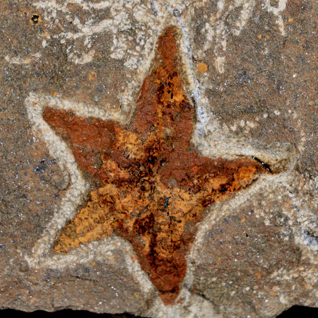 44MM Brittlestar Petraster Starfish Fossil Ordovician Age Blekus Morocco COA