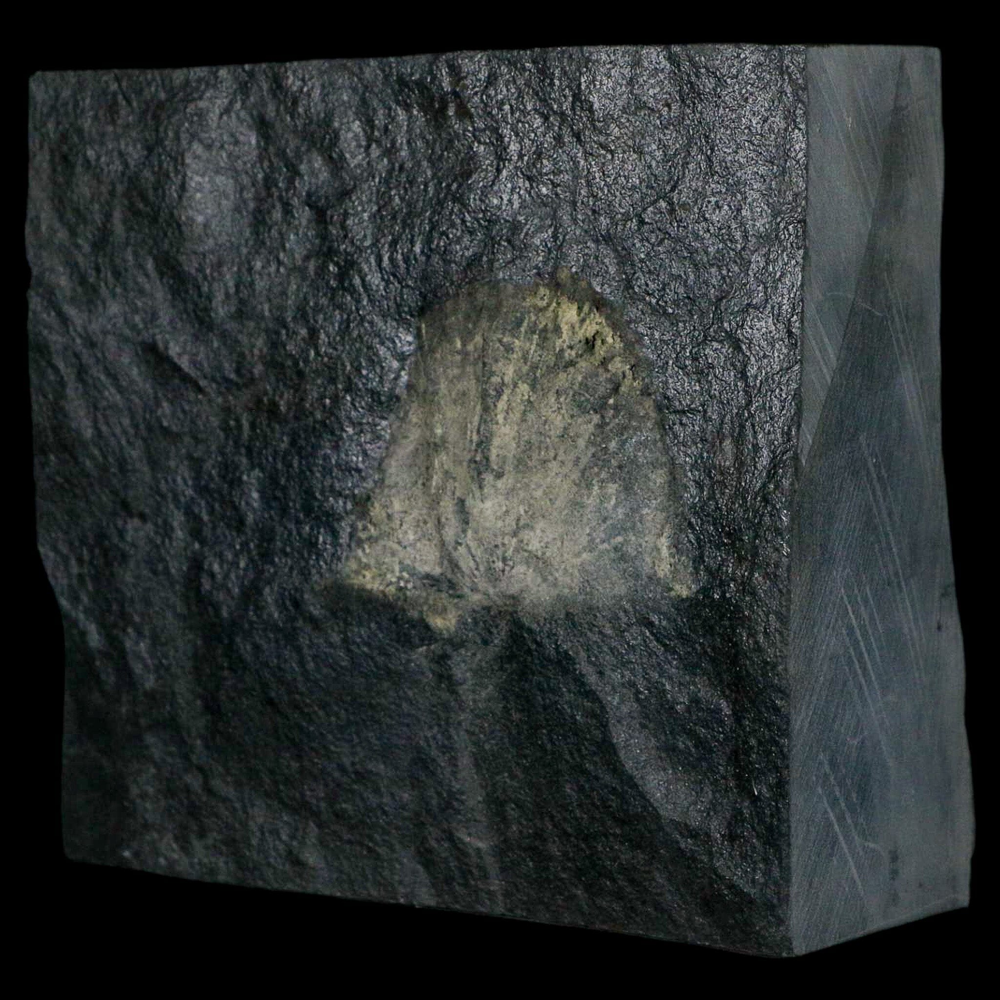 1.7" Fossil Paralenorthis Sp Brachiopod In Matrix Valongo Formation Arouca Portugal - Fossil Age Minerals