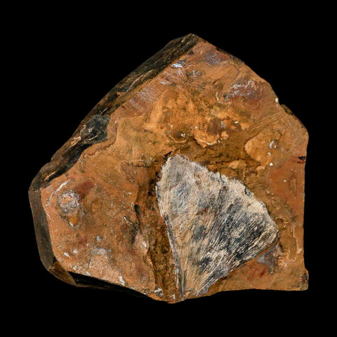 2.2" Detailed Ginkgo Cranei Fossil Plant Leaf Morton County, ND Paleocene Age COA - Fossil Age Minerals