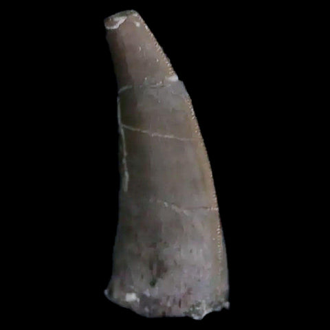 0.5" Postosuchus Rauisuchid Archosaur Fossil Tooth Chinle Formation AZ COA Display - Fossil Age Minerals