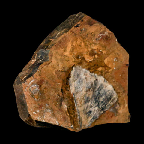 2.2" Detailed Ginkgo Cranei Fossil Plant Leaf Morton County, ND Paleocene Age COA - Fossil Age Minerals