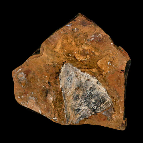 2.2" Detailed Ginkgo Cranei Fossil Plant Leaf Morton County, ND Paleocene Age COA - Fossil Age Minerals