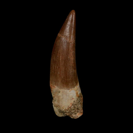 1.8" Plesiosaur Zarafasaura Tooth Fossil Cretaceous Dinosaur Era COA, Stand