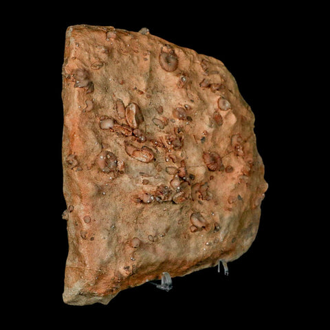 5.6" Ammonite Fossil Mortality Plate Morocco 360 Million Year Old COA Stand - Fossil Age Minerals