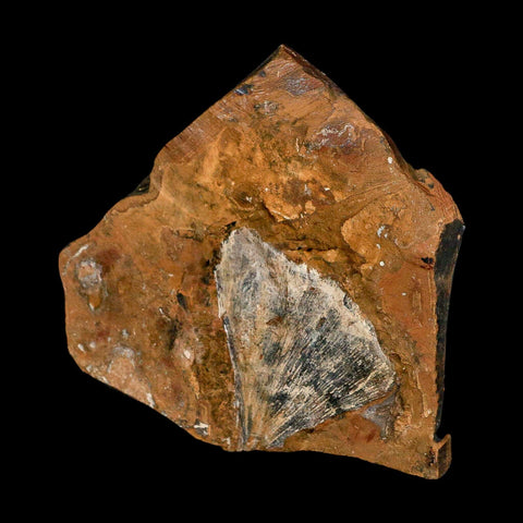 2.2" Detailed Ginkgo Cranei Fossil Plant Leaf Morton County, ND Paleocene Age COA - Fossil Age Minerals