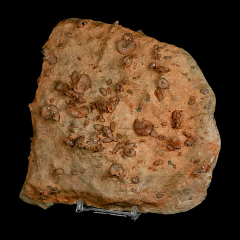 5.6" Ammonite Fossil Mortality Plate Morocco 360 Million Year Old COA Stand - Fossil Age Minerals