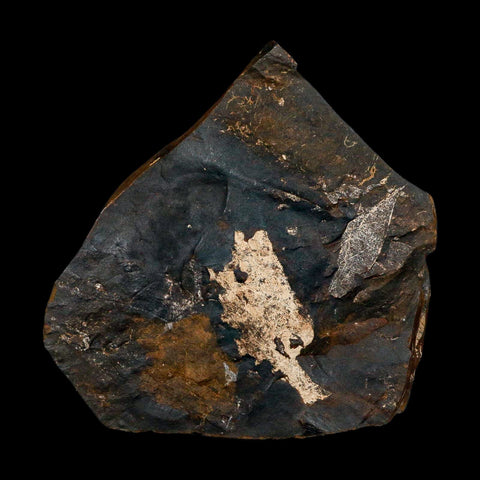 2.2" Detailed Ginkgo Cranei Fossil Plant Leaf Morton County, ND Paleocene Age COA - Fossil Age Minerals