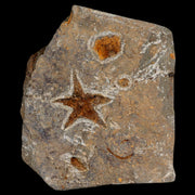 34MM Brittlestar Petraster Starfish Fossil Ordovician Age Blekus Morocco COA