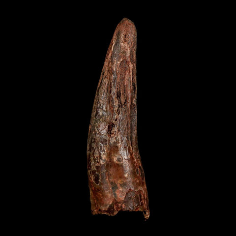 XL 3.4" Spinosaurus Fossil Tooth 100 Million Years Old Cretaceous Dinosaur COA