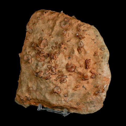 5.6" Ammonite Fossil Mortality Plate Morocco 360 Million Year Old COA Stand - Fossil Age Minerals