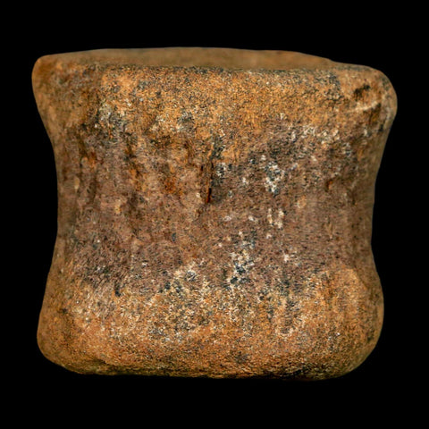 1.9" Ankylosaurus Fossil Vertebrae Hell Creek FM Cretaceous Dinosaur MT COA Stand - Fossil Age Minerals