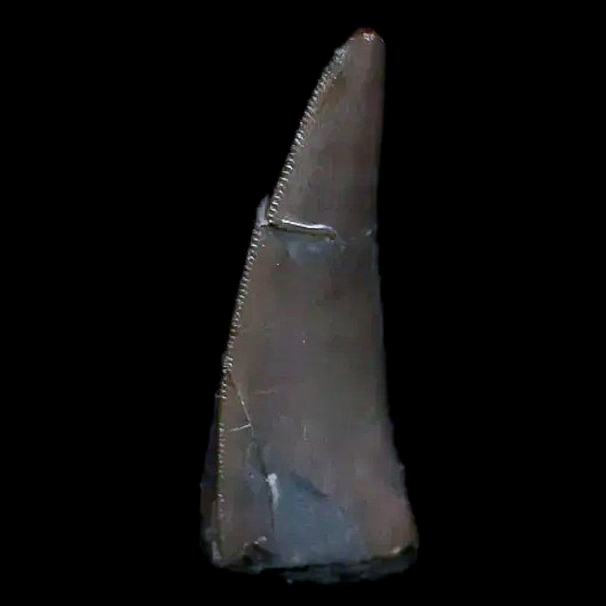 0.5" Postosuchus Rauisuchid Archosaur Fossil Tooth Chinle Formation AZ COA Display - Fossil Age Minerals