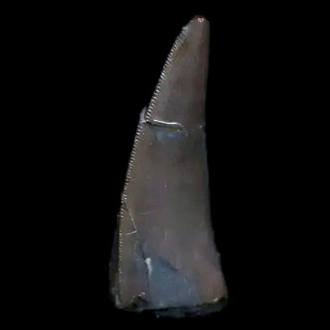 0.5" Postosuchus Rauisuchid Archosaur Fossil Tooth Chinle Formation AZ COA Display - Fossil Age Minerals