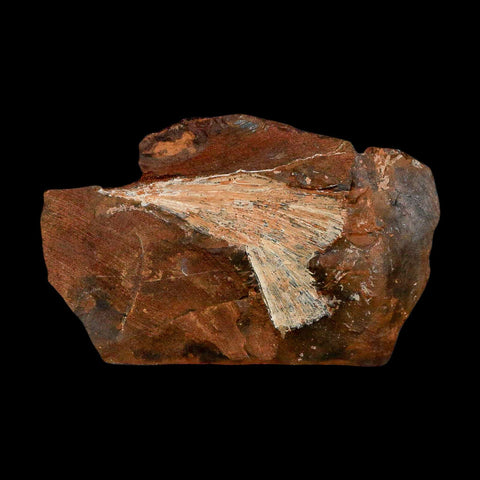 2.4" Detailed Ginkgo Cranei Fossil Plant Leaf Morton County, ND Paleocene Age COA - Fossil Age Minerals