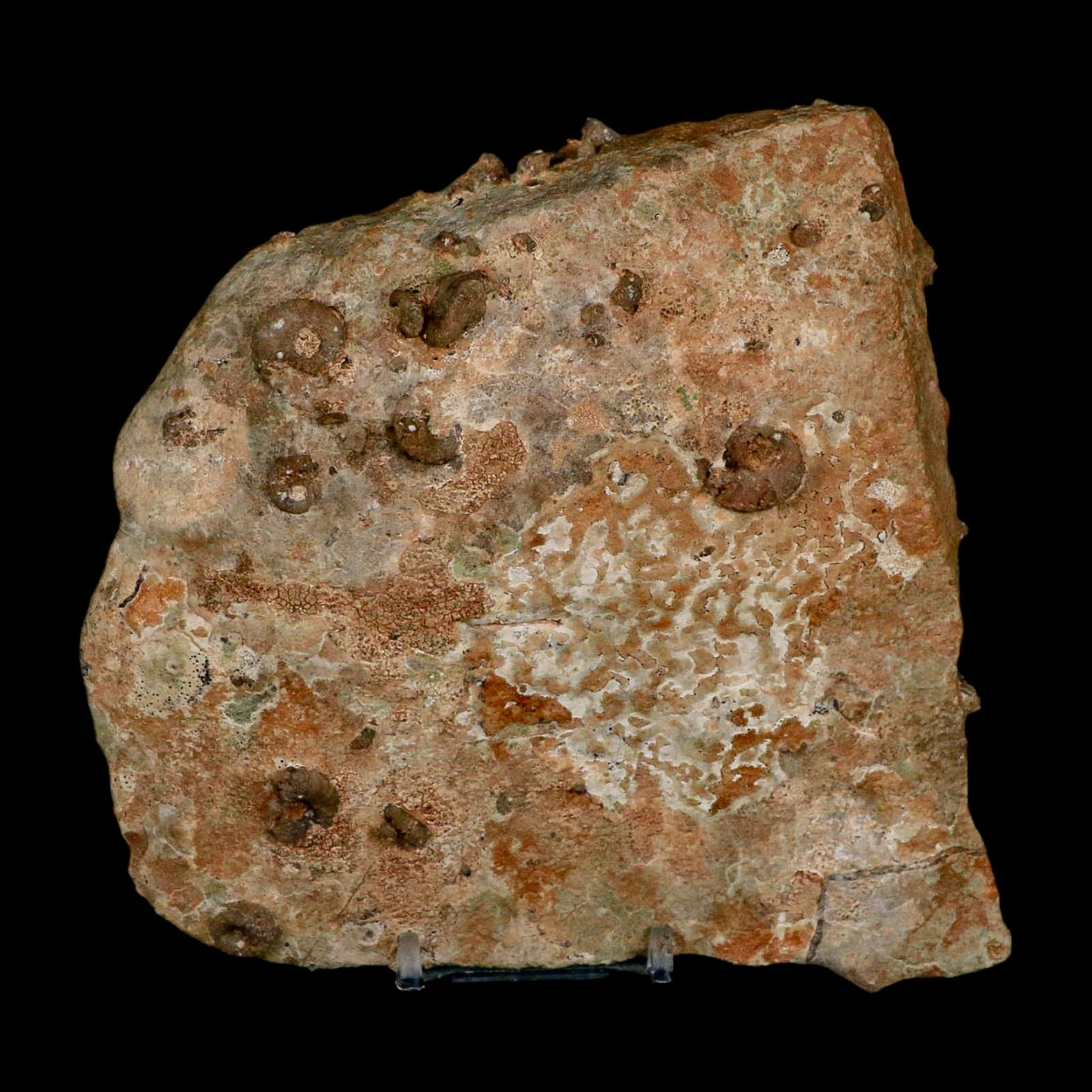 5.6" Ammonite Fossil Mortality Plate Morocco 360 Million Year Old COA Stand - Fossil Age Minerals