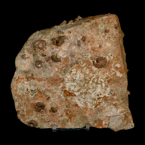 5.6" Ammonite Fossil Mortality Plate Morocco 360 Million Year Old COA Stand - Fossil Age Minerals