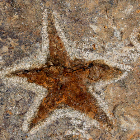 34MM Brittlestar Petraster Starfish Fossil Ordovician Age Blekus Morocco COA