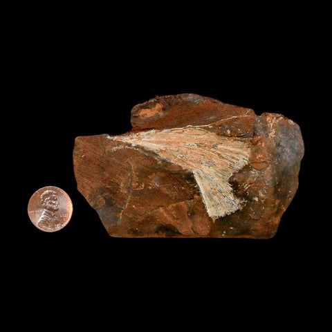 2.4" Detailed Ginkgo Cranei Fossil Plant Leaf Morton County, ND Paleocene Age COA - Fossil Age Minerals